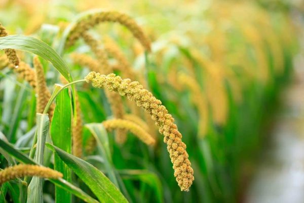 Food to Live Organic Hulled Millet, 15 Pounds   Whole Grain Seeds, Non-GMO, Kosher, Raw, Bulk, Product of the USA - Image 7